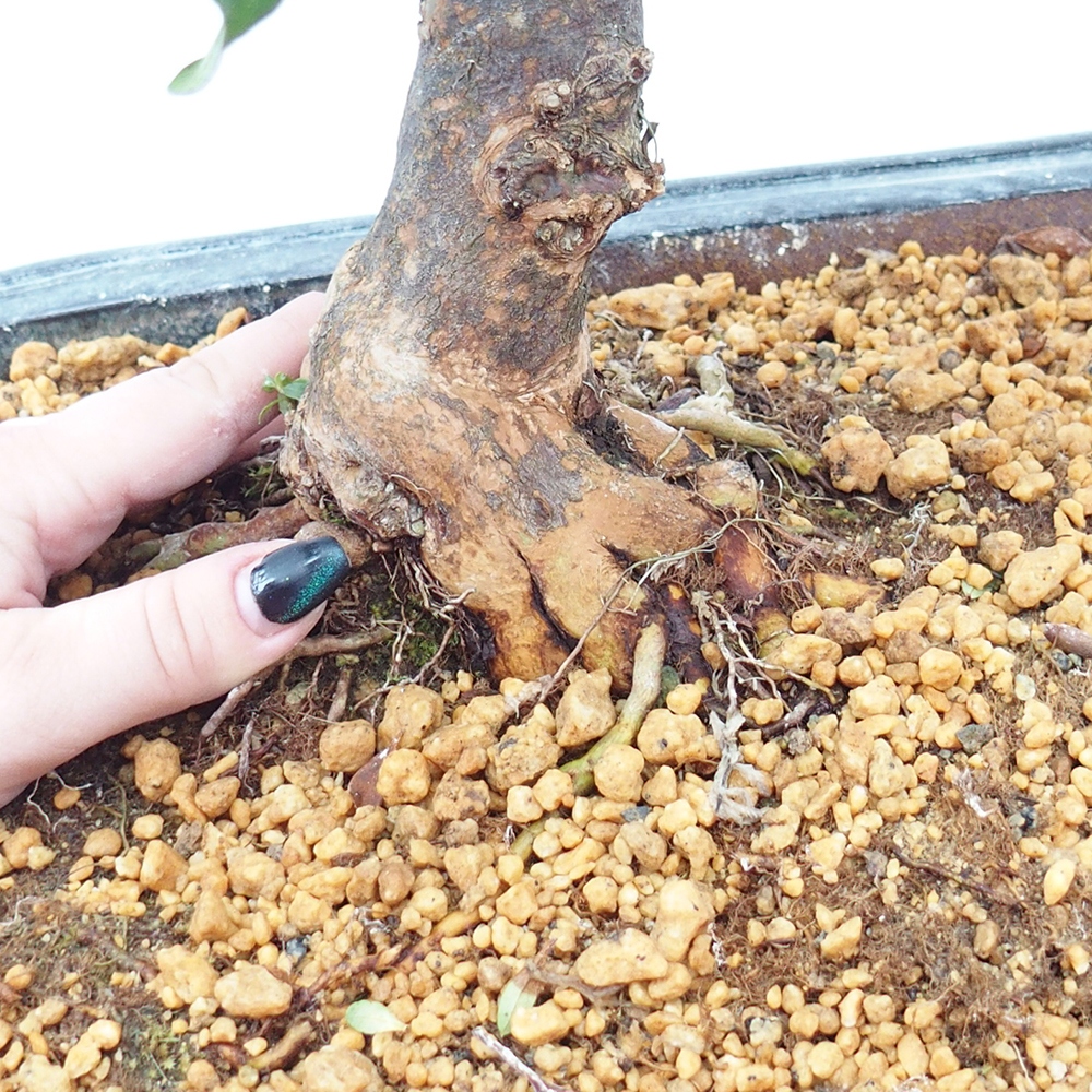 Bonsai voor buiten - Japanse Azalea - Azalea Kisshoten