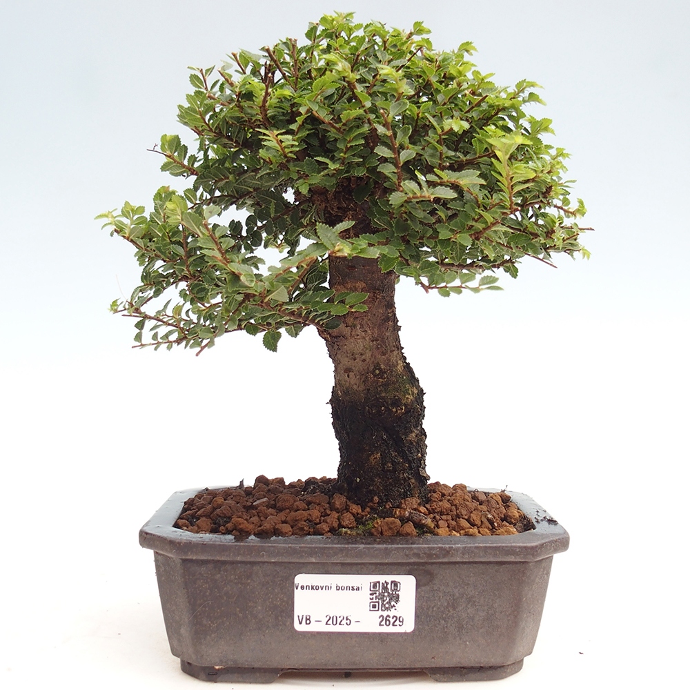 Bonsai voor buiten - Ulmus parvifolia Hokkaido - Chinese iep