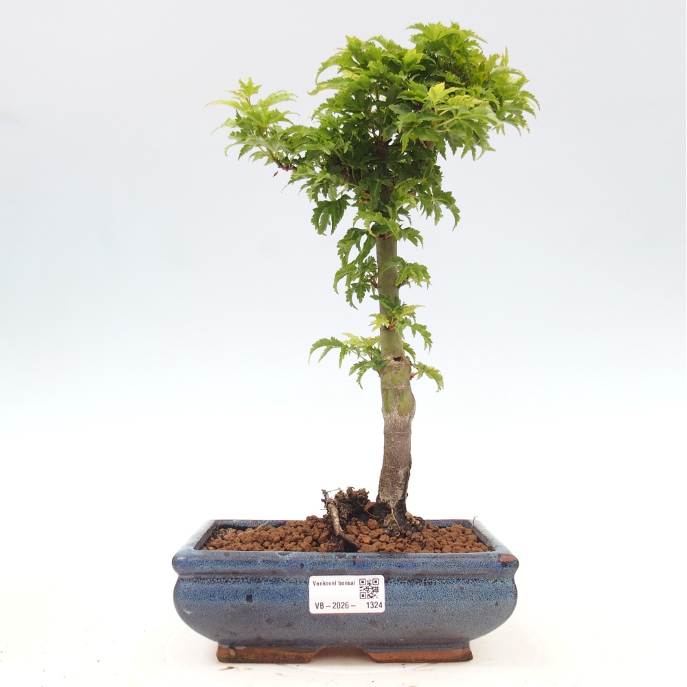 Bonsai voor buiten -Javor palm Acer palmatum Shishigashira