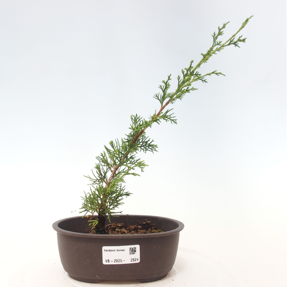 Bonsai voor buiten - Juniperus chinensis Itoigawa