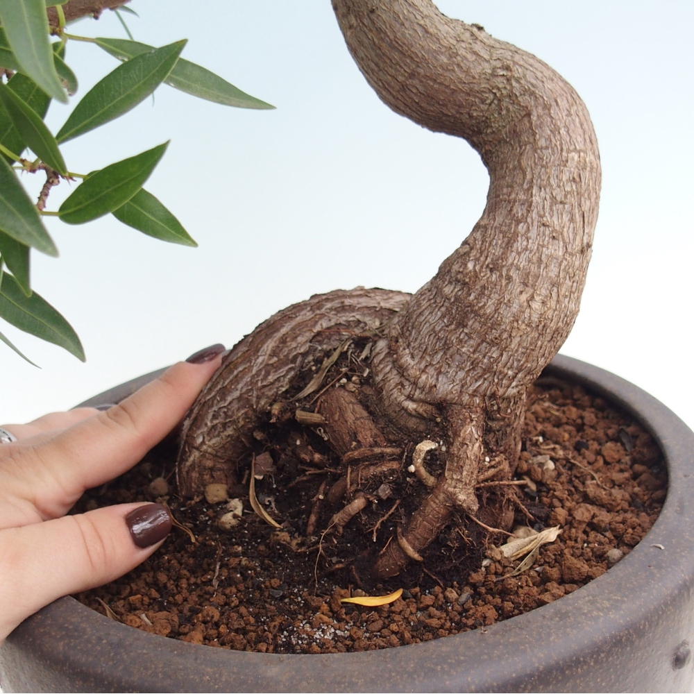 Kamerbonsai - Ficus nerifolia - kleinbladige ficus