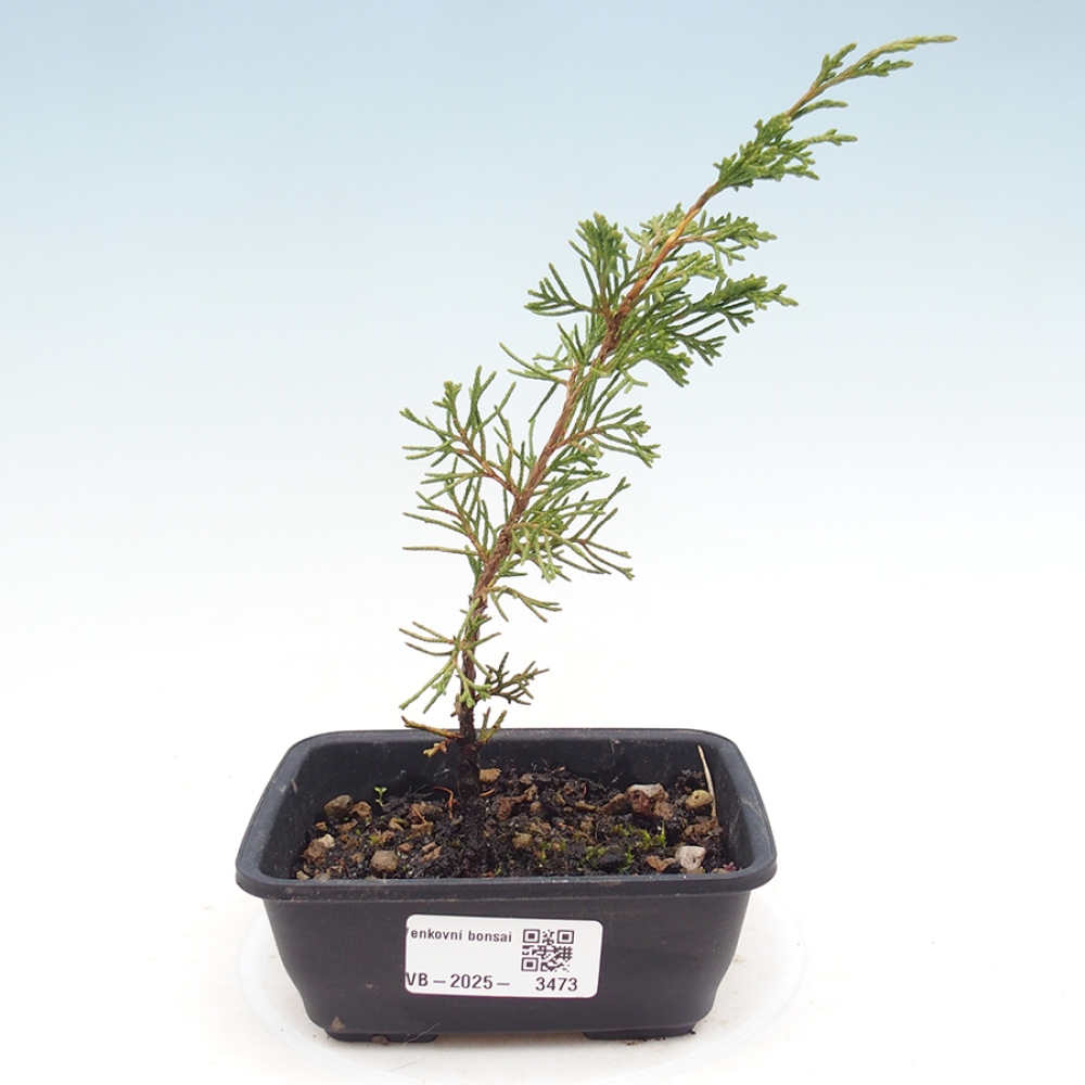 Bonsai voor buiten - Juniperus chinensis Itoigawa
