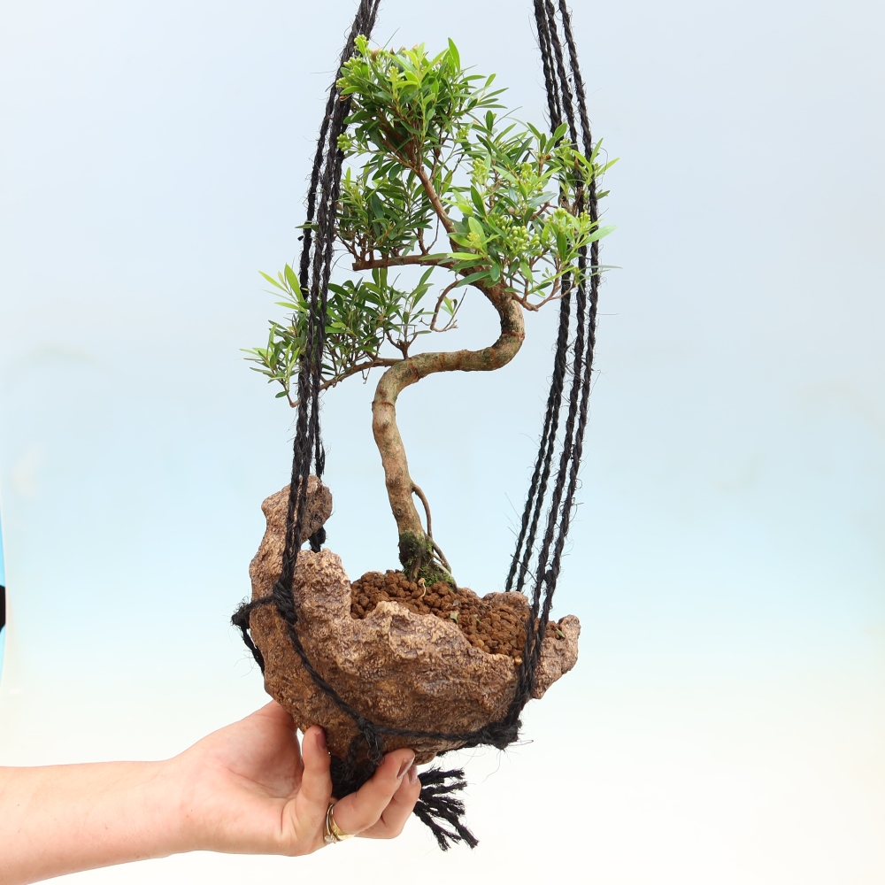 Kokedama in keramiek -Syzygium - Pimentboom