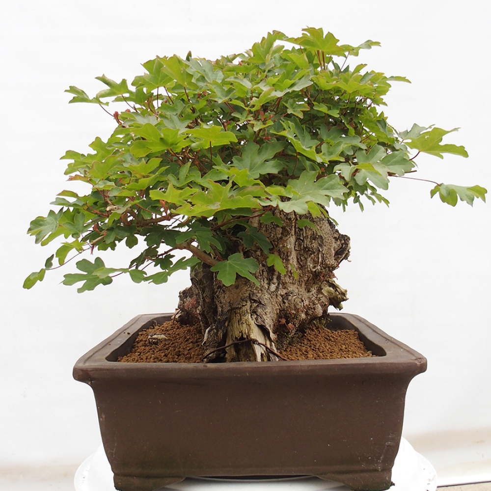 Bonsai voor buiten - Franse esdoorn - Acer Nonspessulanum