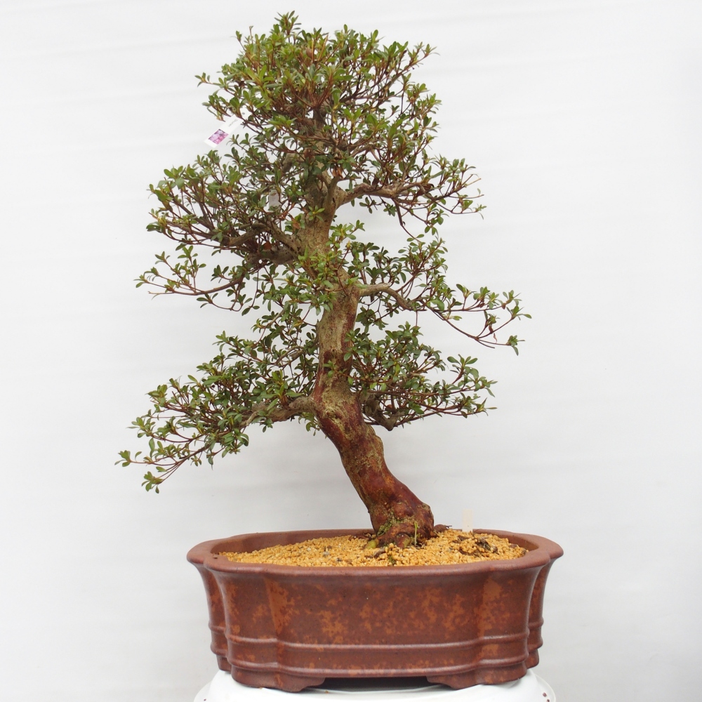 Bonsai voor buiten - Japanse Azalea - Azalea Shunen