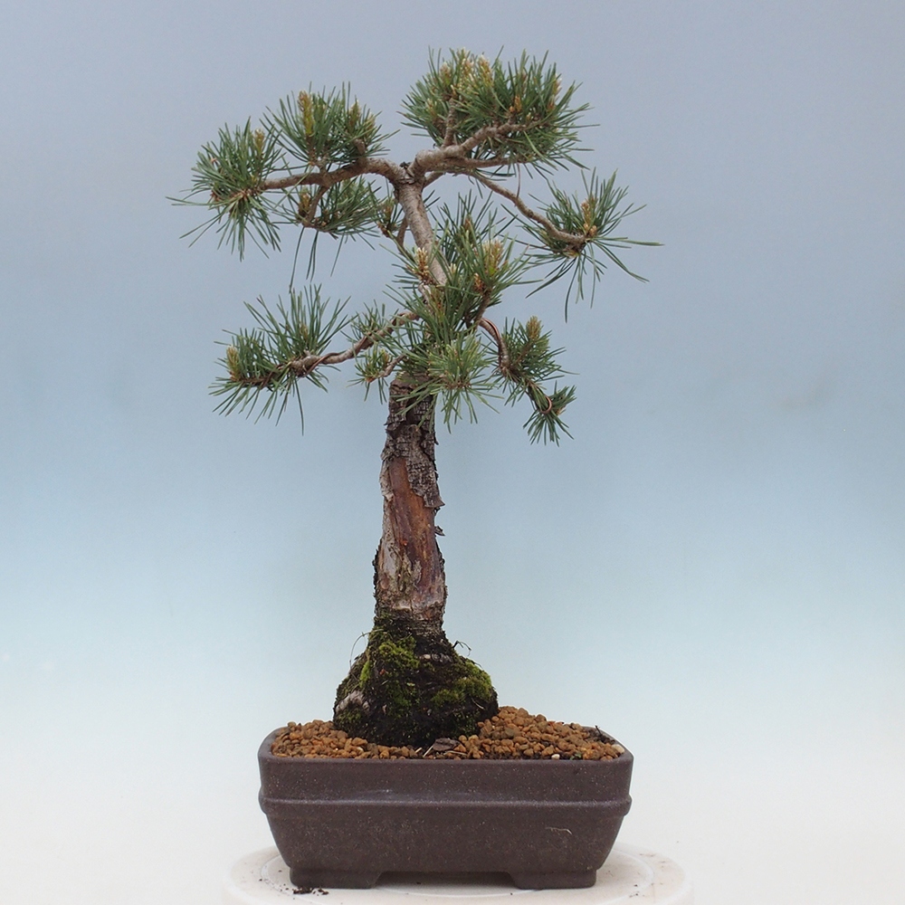 Bonsai voor buiten - Pinus Sylvestris Watererri - grove den