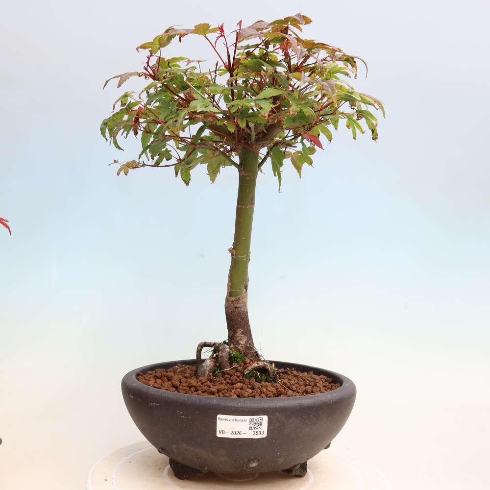 Bonsai voor buiten - Acer palmatum DESHOJO