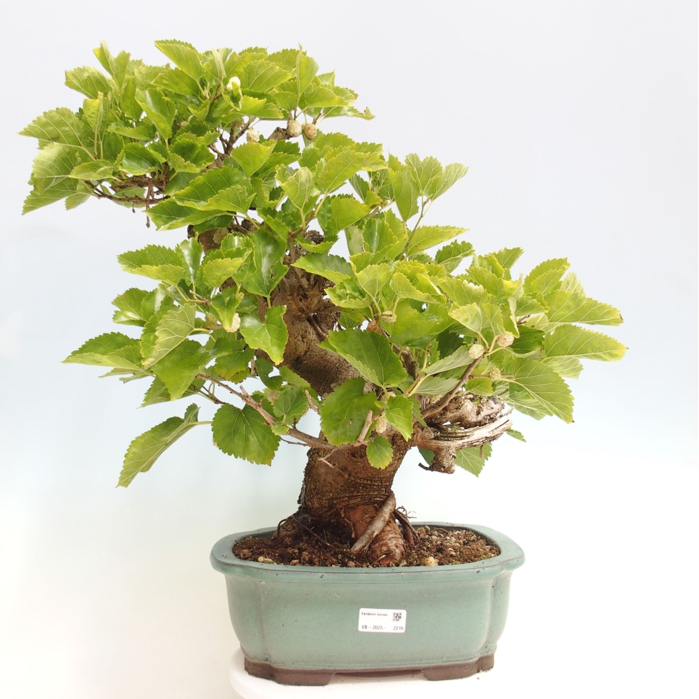 Bonsai voor buiten -Morus alba - moerbei