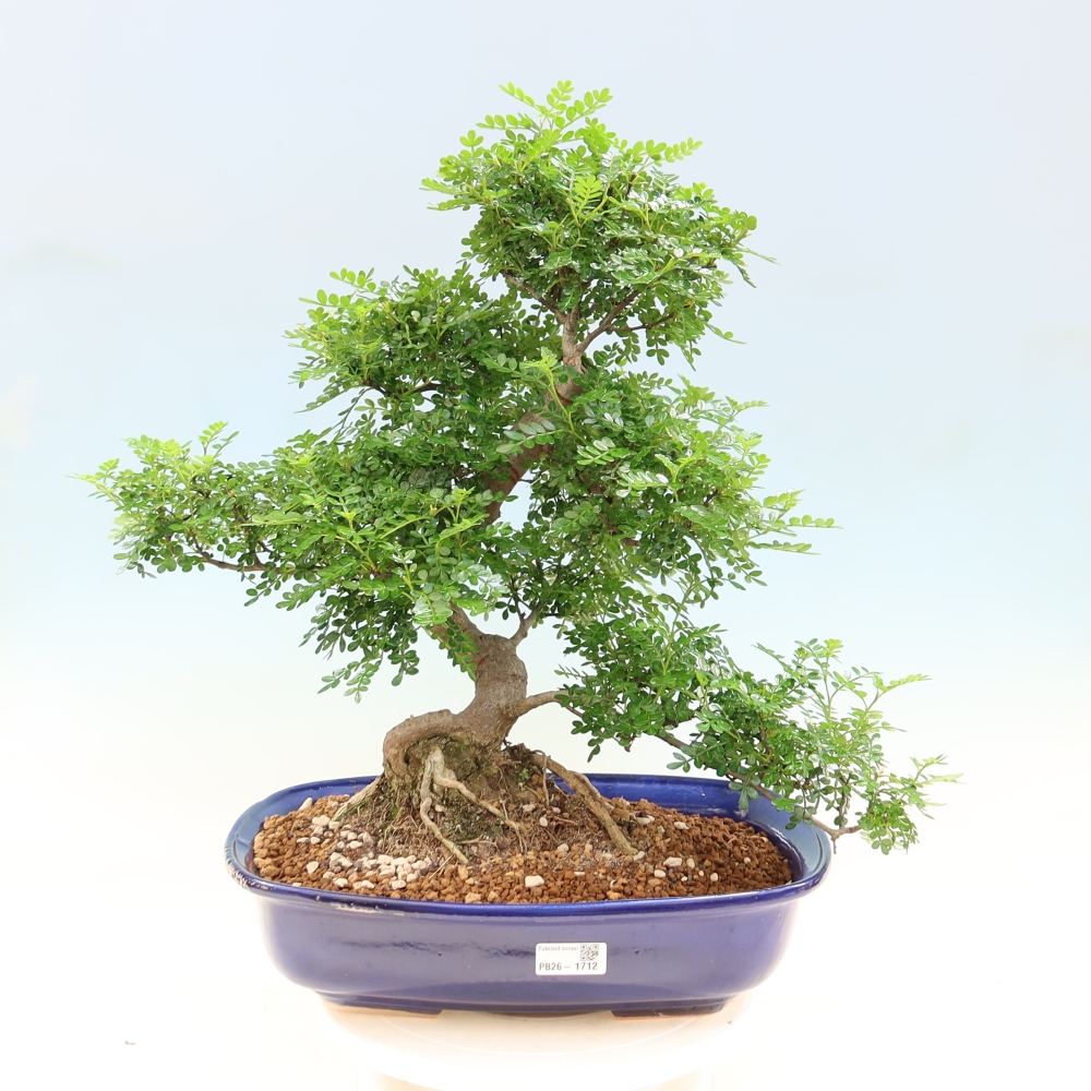 Kamerbonsai - Zantoxylum piperitum - peperboom