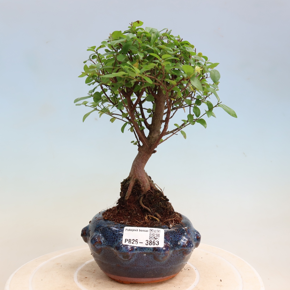 Kamerbonsai - Sageretia thea - Sageretia thea