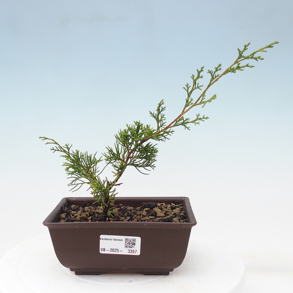 Bonsai voor buiten - Juniperus chinensis Itoigawa