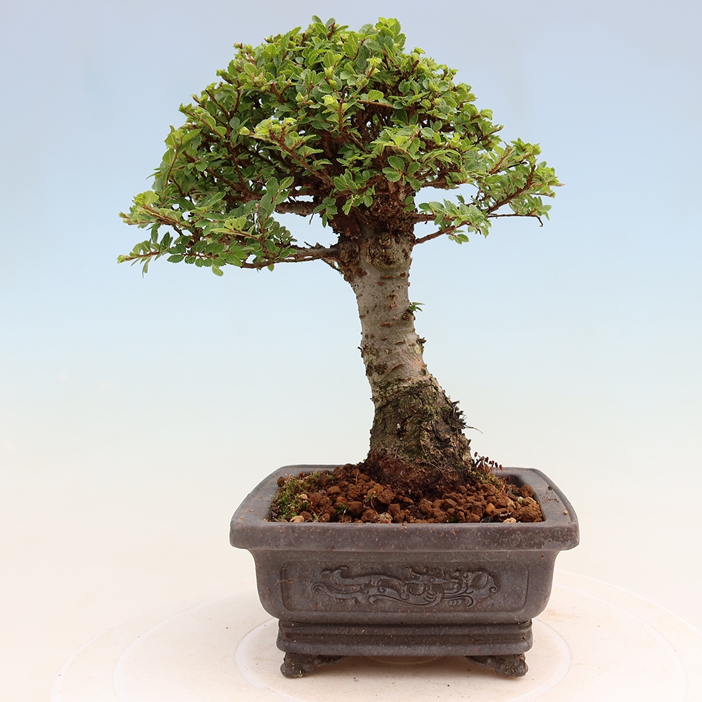 Bonsai voor buiten - Ulmus parvifolia Sagei - Kleinbladige iep