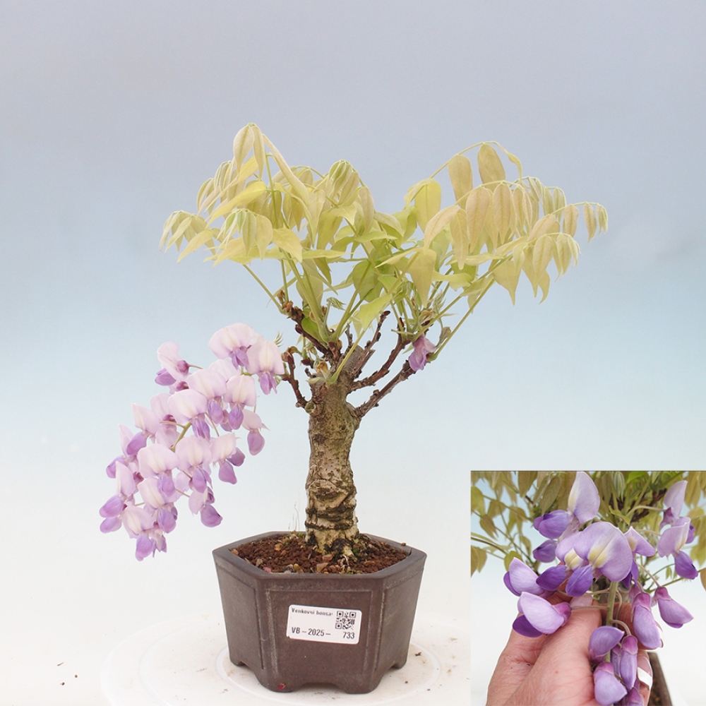 Bonsai voor buiten - Wisteria floribunda