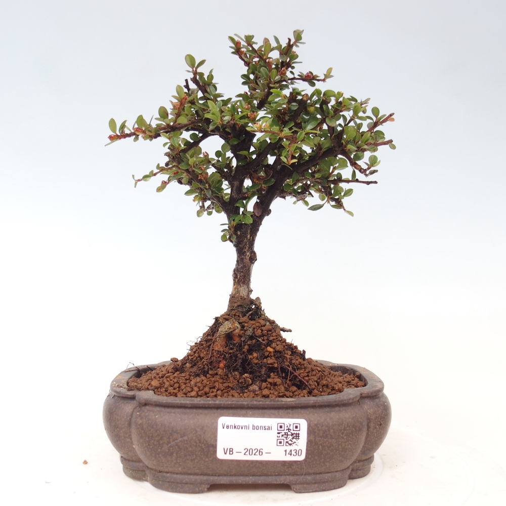 Bonsai voor buiten - Cotoneaster horizontalis - Rocky Mountain