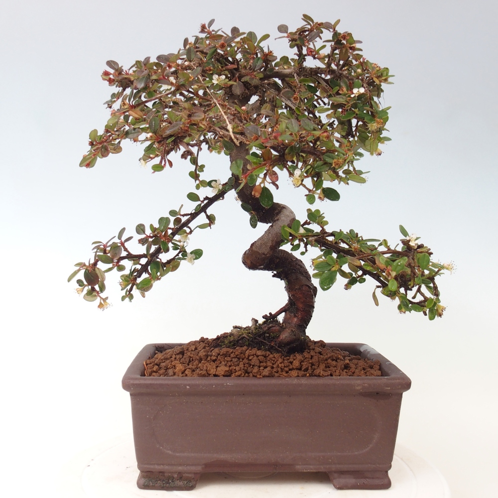 Buitenbonsai-Cotoneaster dammeri - Damer's Rock