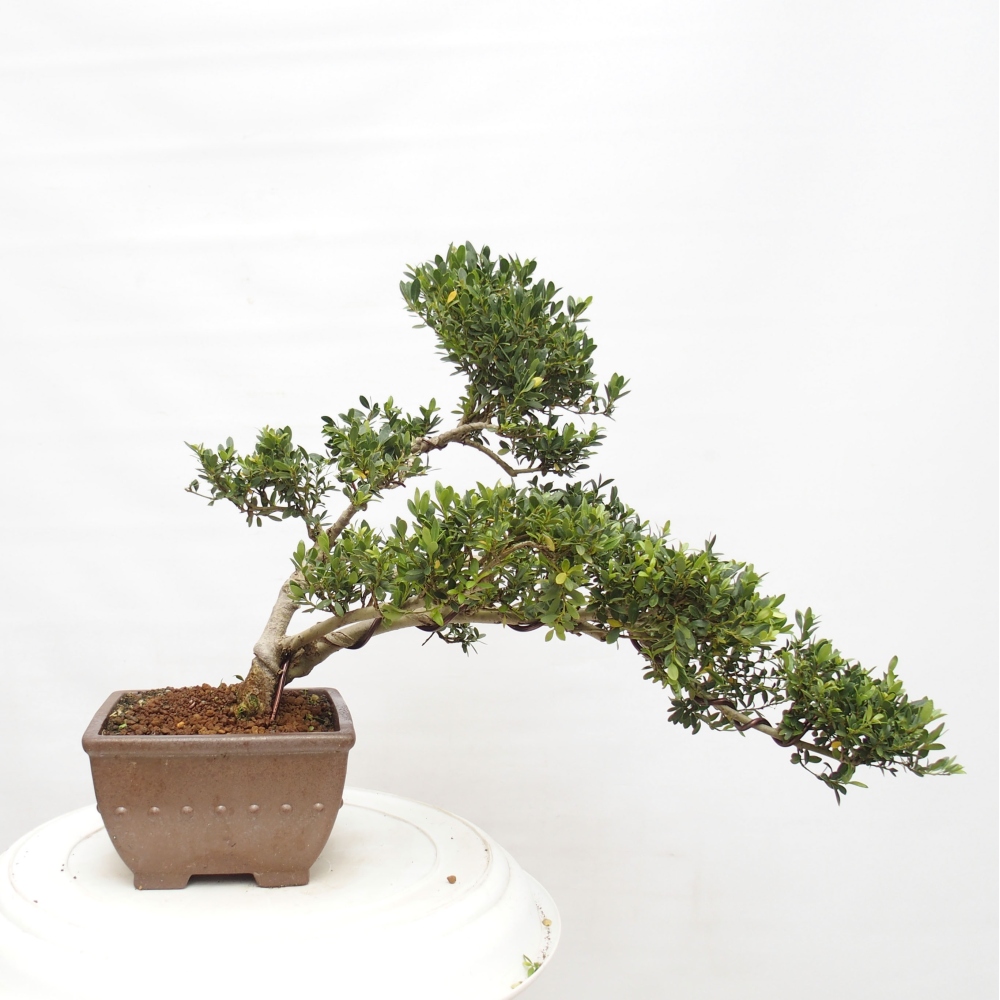 Kamerbonsai - Ilex crenata - Hulst