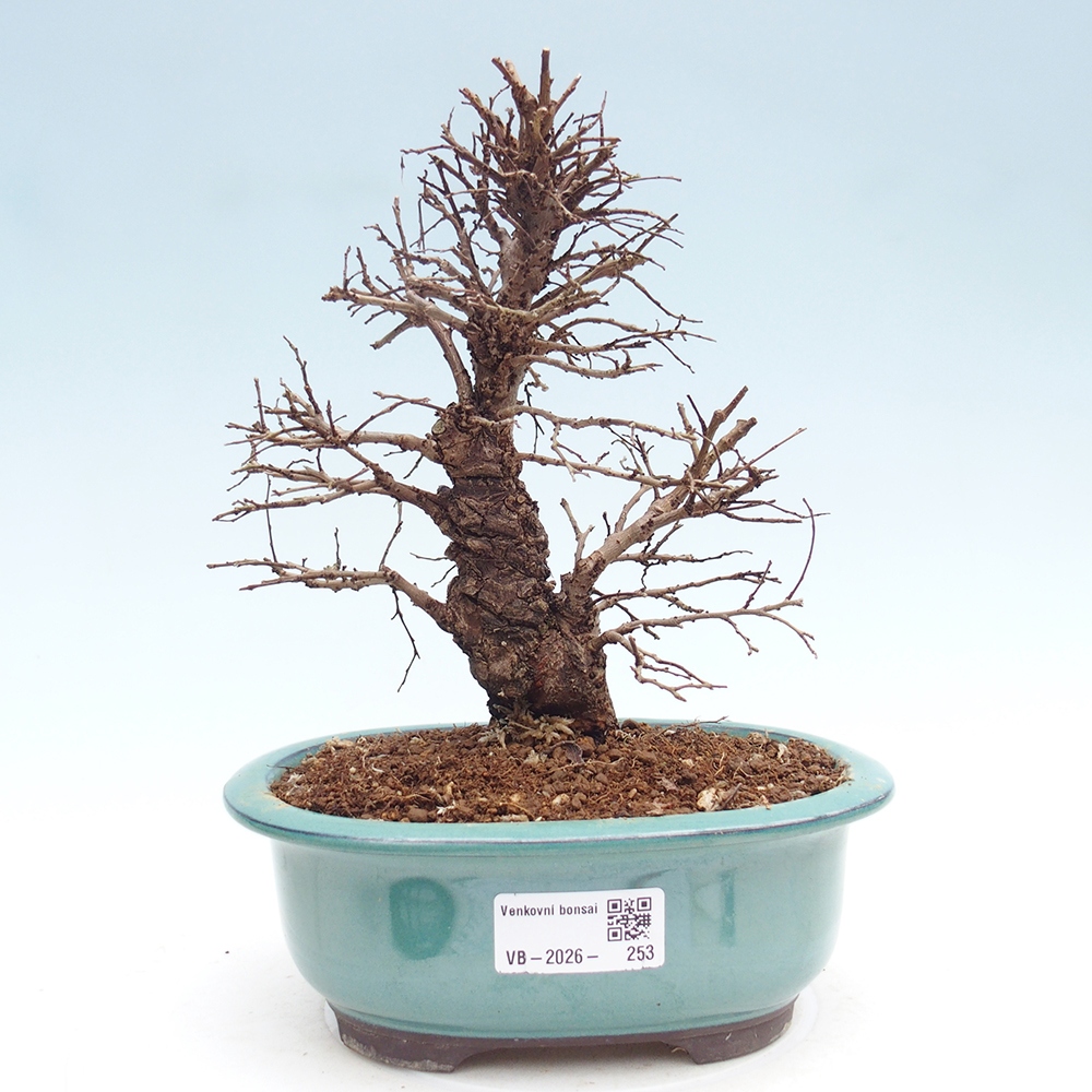 Bonsai voor buiten - Zelkova - Zelkova NIRE