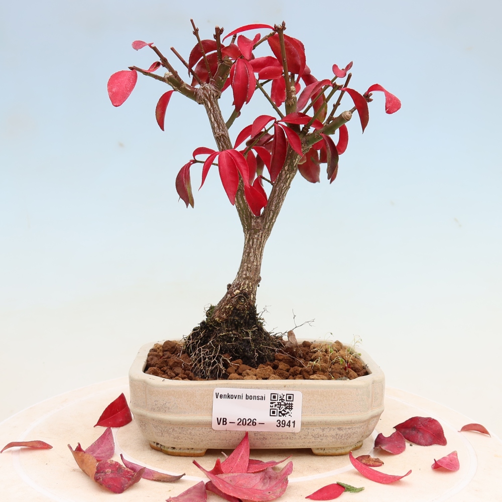 Bonsai voor buiten -  Euonymus alatus comactus  - gevleugelde spindelstruik