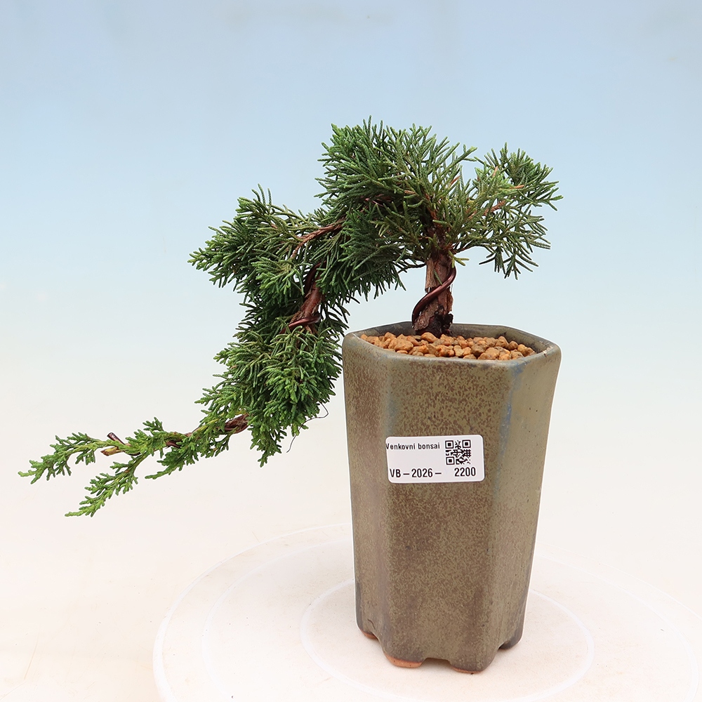 Bonsai voor buiten - Juniperus chinensis Kishu
