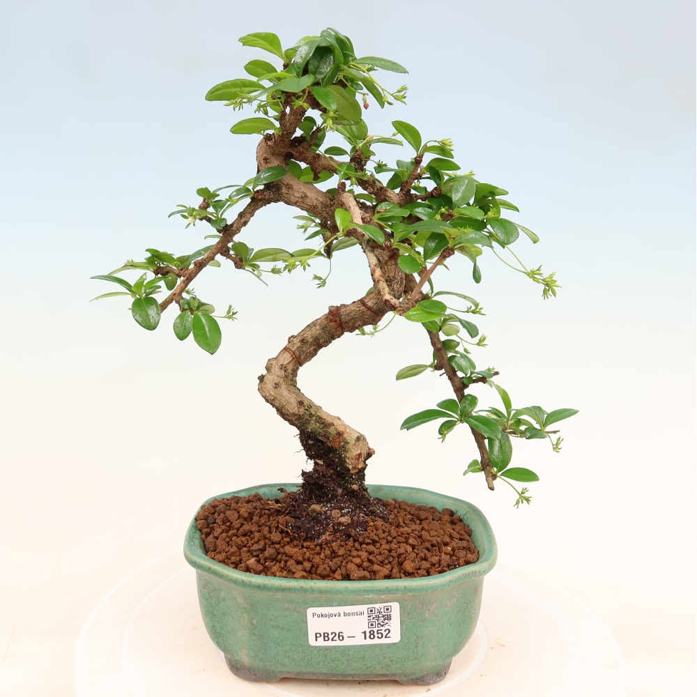 Kamerbonsai - Carmona macrophylla - Thee fuki