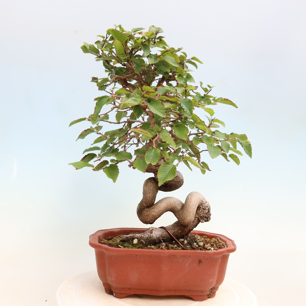 Bonsai voor buiten -Carpinus CARPINOIDES - Koreaanse haagbeuk