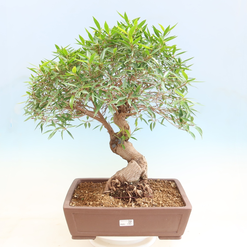 Kamerbonsai - Ficus nerifolia - kleinbladige ficus