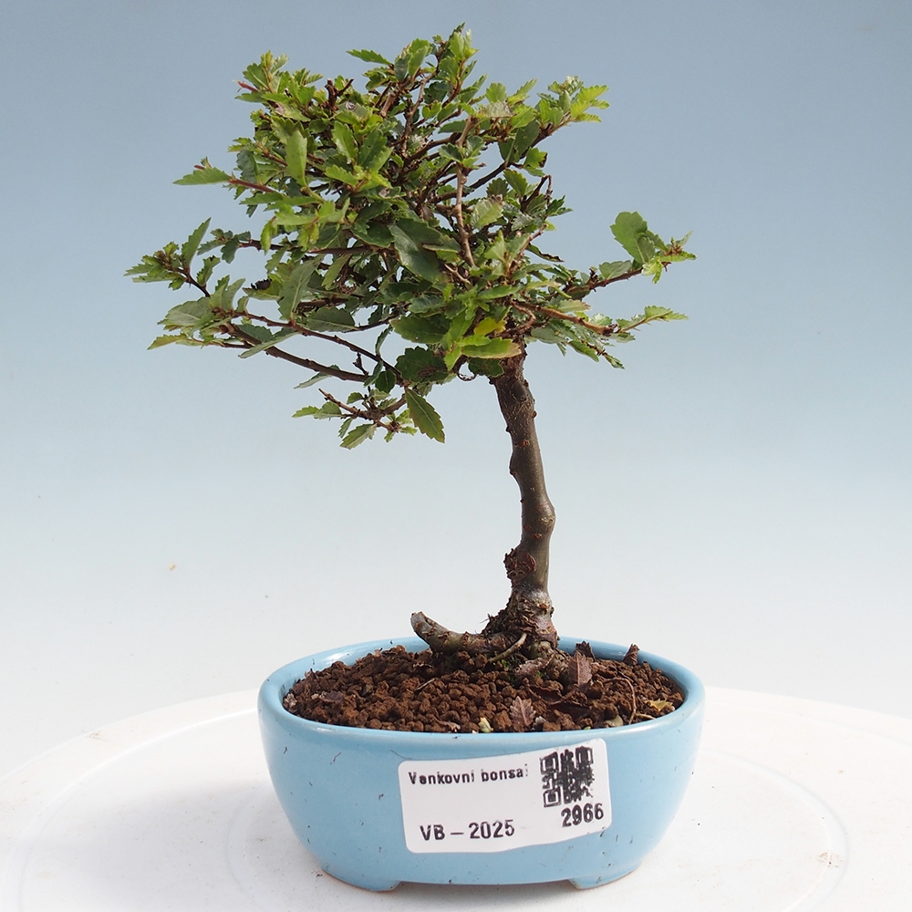 Bonsai voor buiten - Ulmus parvifolia Sagei - Kleinbladige iep