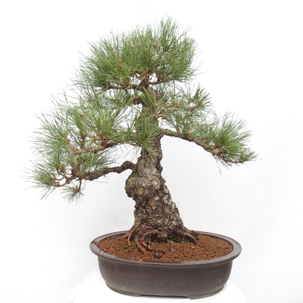 Bonsai voor buiten - Pinus thunbergii - Thunberg den