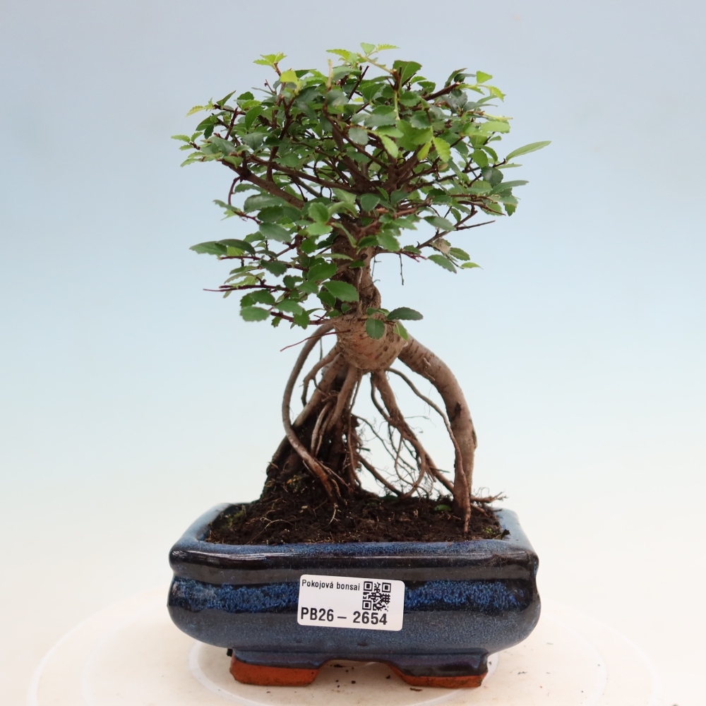 Kamerbonsai - Ulmus parvifolia - Winteriep