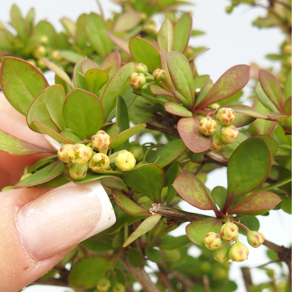 Bonsai voor buiten - Berberis coreana