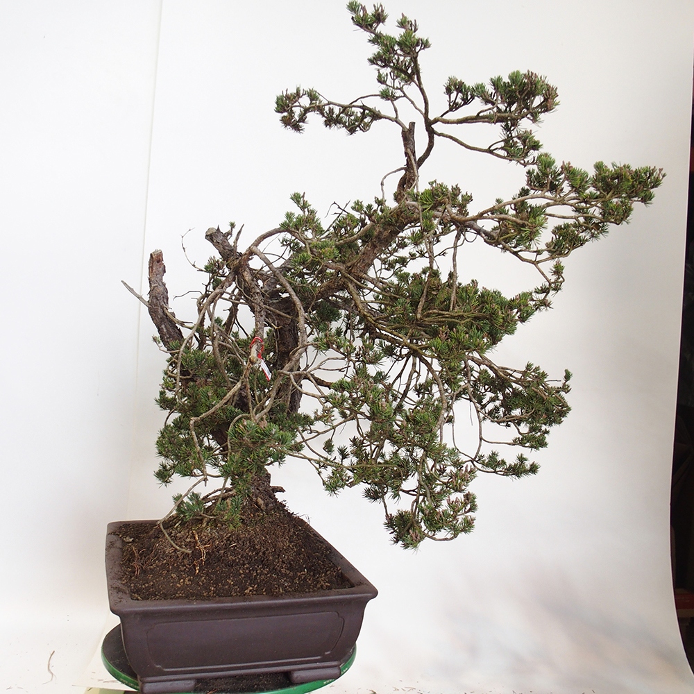 Yamadori - Pinus sylvestris Spanje