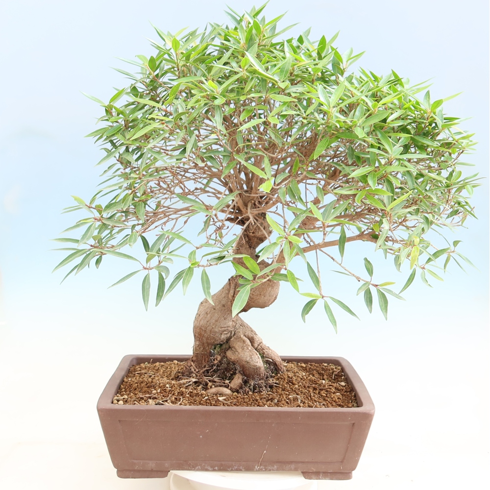 Kamerbonsai - Ficus nerifolia - kleinbladige ficus