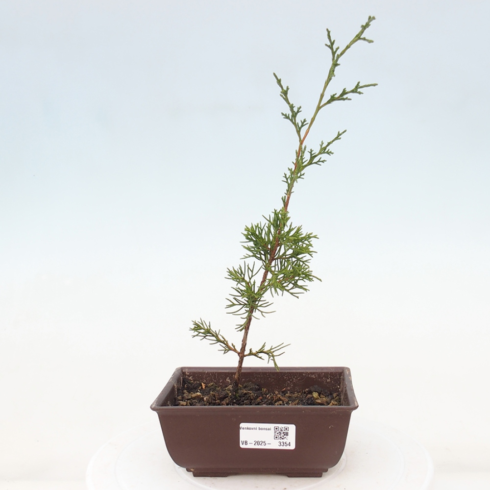 Bonsai voor buiten - Juniperus chinensis Itoigawa