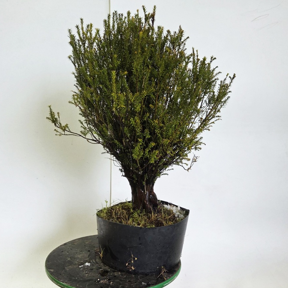 Japanse Taxus voor buitengebruik - Taxus cuspidata