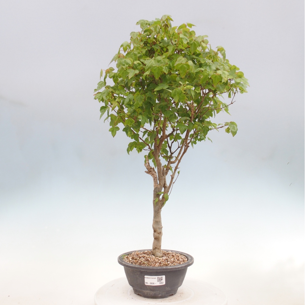 Bonsai voor buiten - Acer Buergerianum - Burgeresdoorn