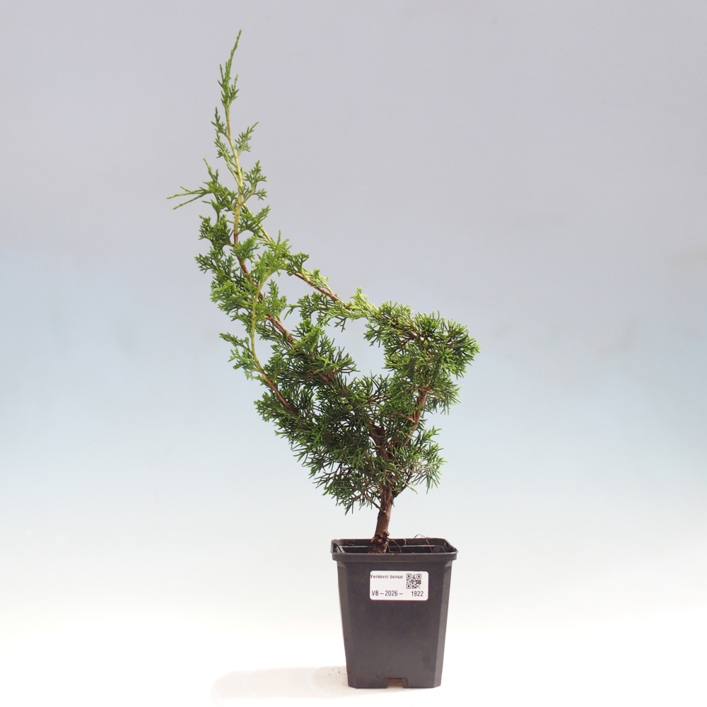 Bonsai voor buiten - Juniperus chinensis Itoigawa