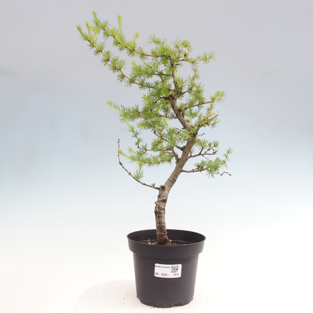 Bonsai voor buiten -Larix decidua - Lariks