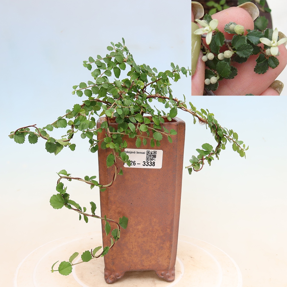 Kamerbonsai - Grewia sp. - Grewia malafolia