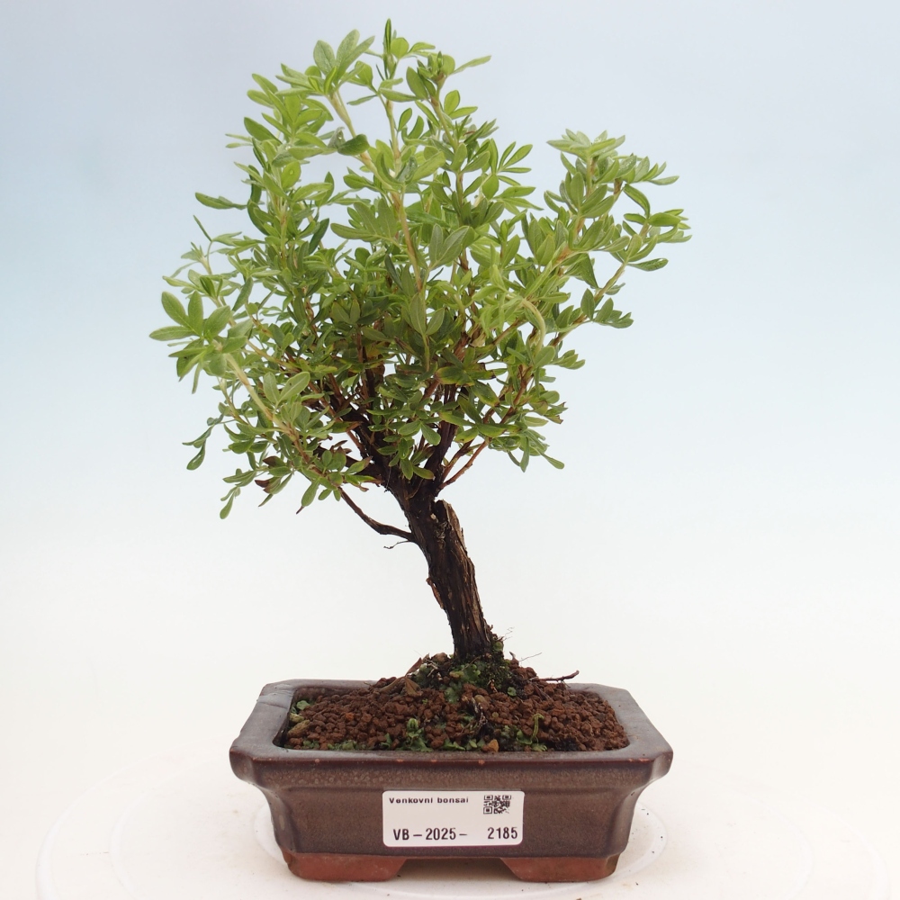 Bonsai voor buiten - Potentila fruticosa gele vogel