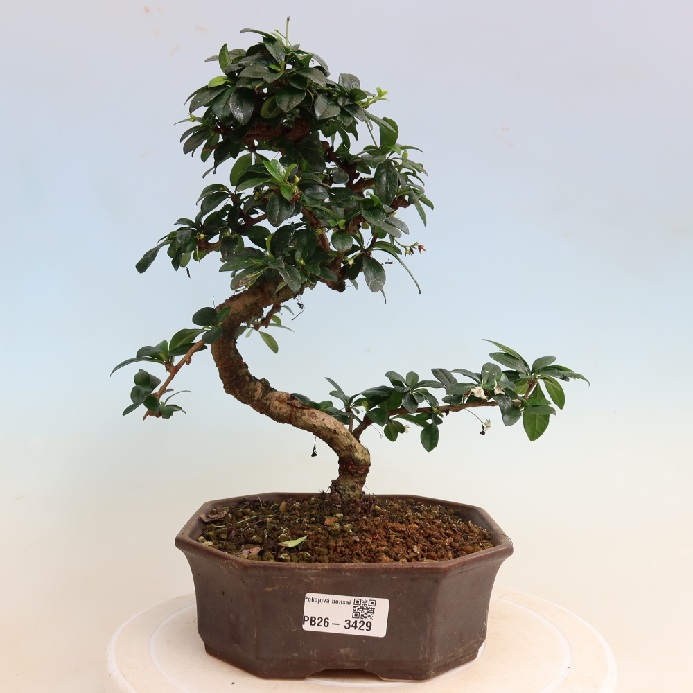 Kamerbonsai - Carmona macrophylla - Thee fuki