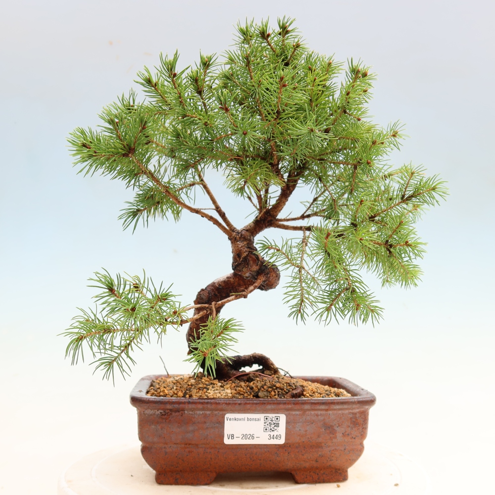 Buitenbonsai – Grijze spar – Picea glauca globe