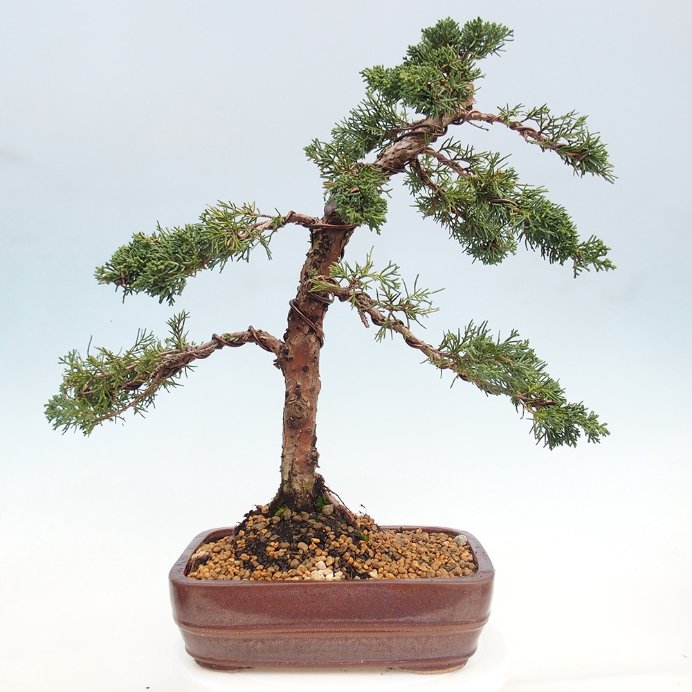 Bonsai voor buiten - Juniperus chinensis Kishu