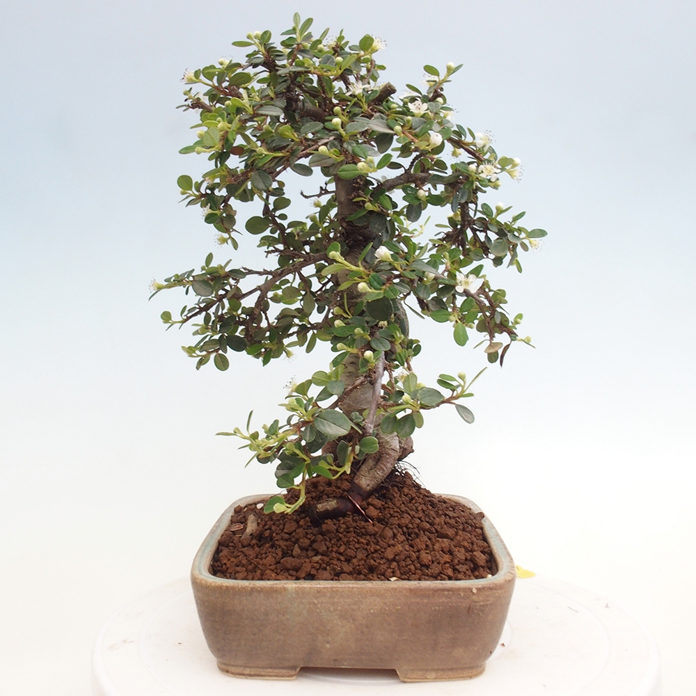 Buitenbonsai-Cotoneaster dammeri - Damer's Rock