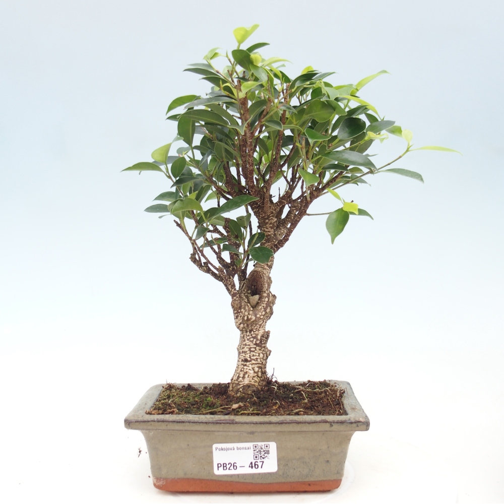 Kamerbonsai - Ficus retusa - kleinbladige ficus