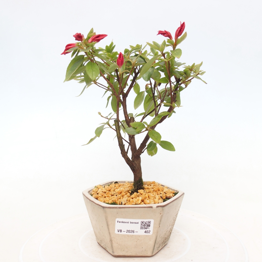 Bonsai voor buiten - Japanse azalea - Azalea sp.