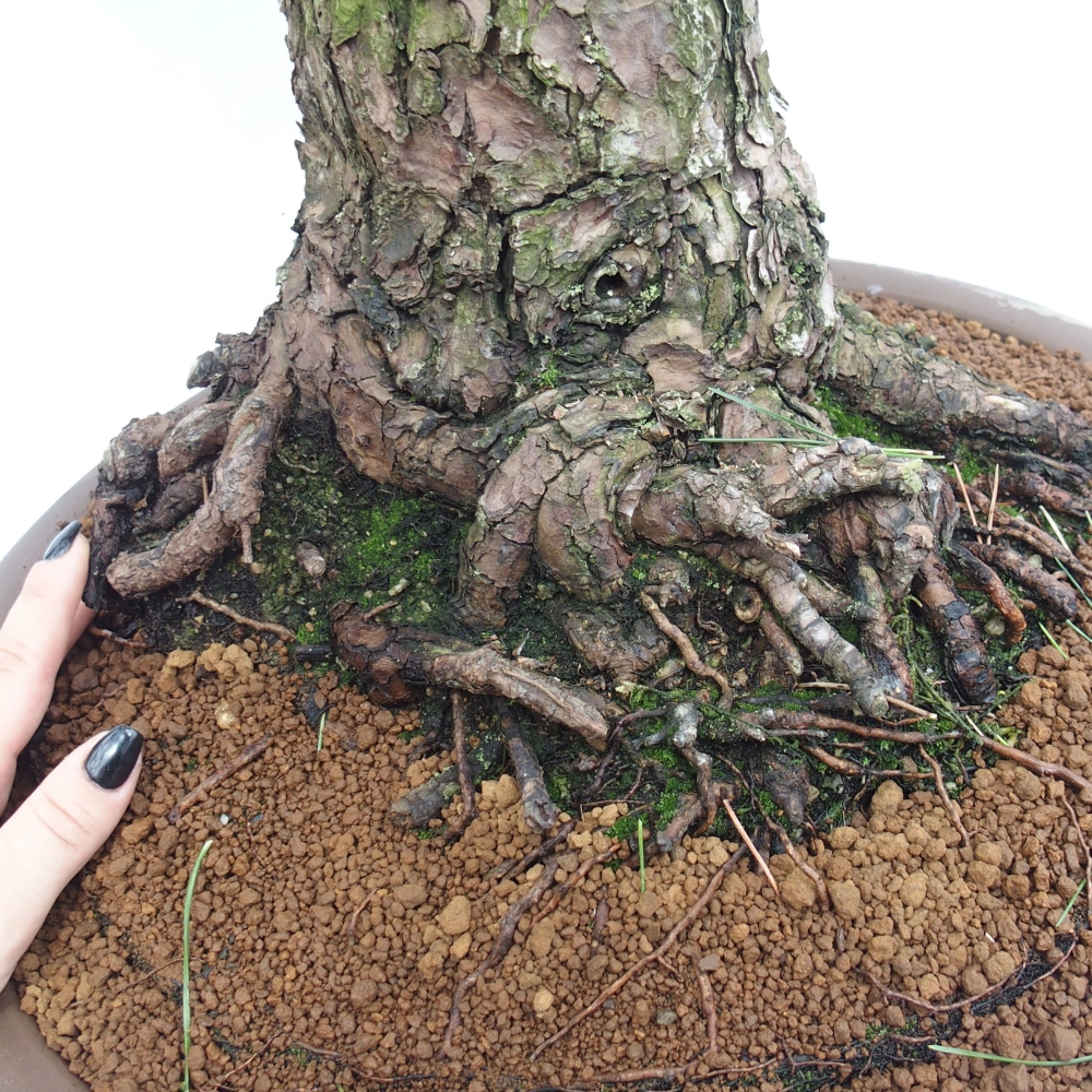 Bonsai voor buiten - Pinus thunbergii - Thunberg den