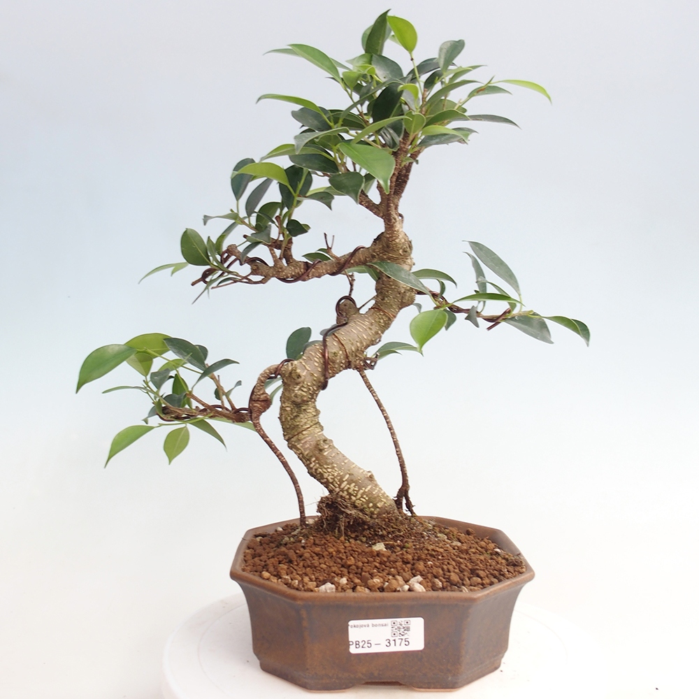 Kamerbonsai - Ficus retusa - kleinbladige ficus