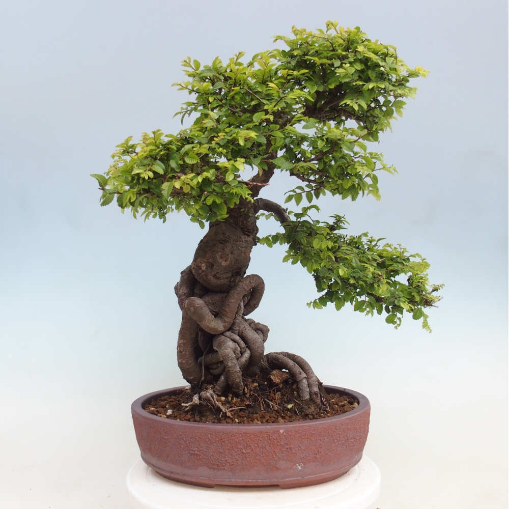 Bonsai voor buiten - Ulmus parvifolia Hokkaido - Chinese iep