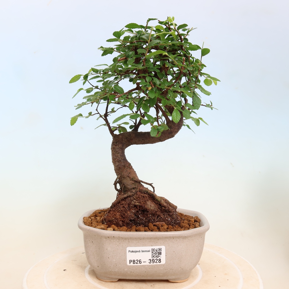 Kamerbonsai - Ulmus parvifolia - Winteriep