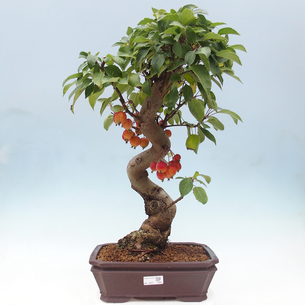 Bonsai voor buiten -Malus halliana - Appelboom met kleine vruchten